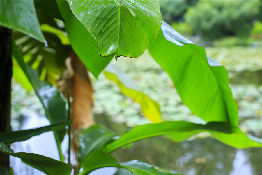 摄图网_500667005_banner_芭蕉叶（非企业商用）.jpg